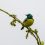 Les oiseaux de la lagune Aghien