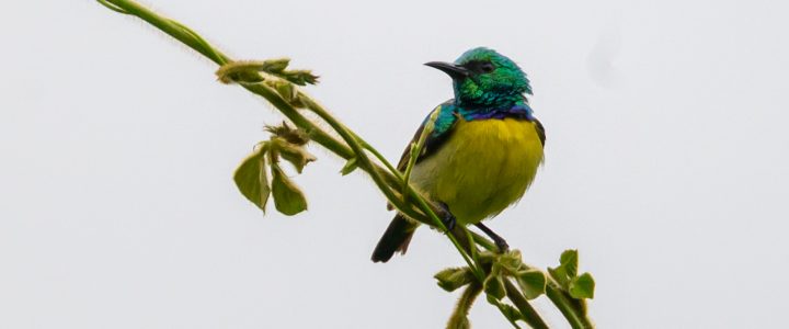 Les oiseaux de la lagune Aghien Les oiseaux de la lagune Aghien