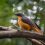 Les oiseaux de l&rsquo;hôtel Mont Korhogo