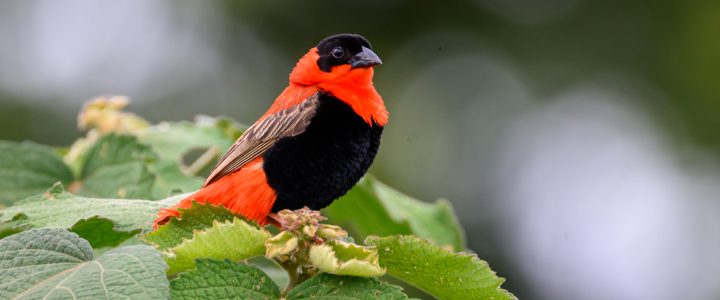Les oiseaux sur la route de Niofoin Les oiseaux sur la route de Niofoin