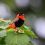 Les oiseaux sur la route de Niofoin