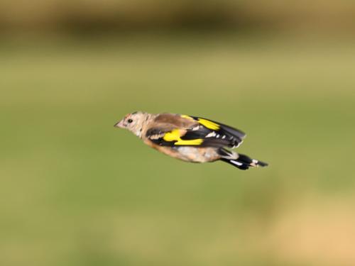 Chardonneret élégant