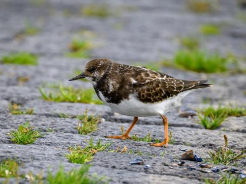 Tournepierre à collier