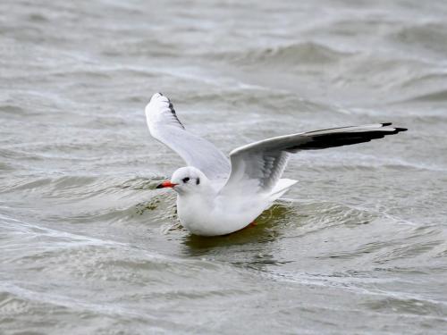 Mouette rieuse