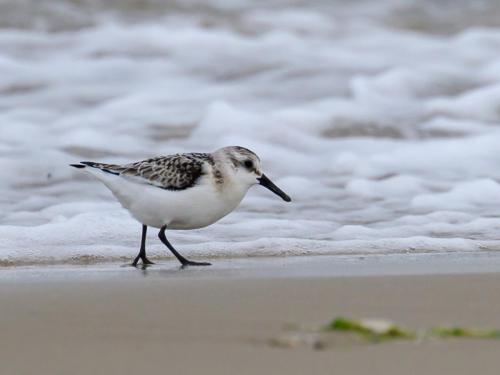 Bécasseau sanderling