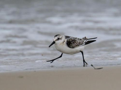 Bécasseau sanderling
