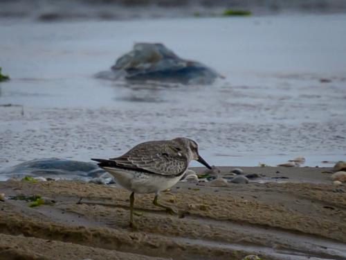 Bécasseau maubèche