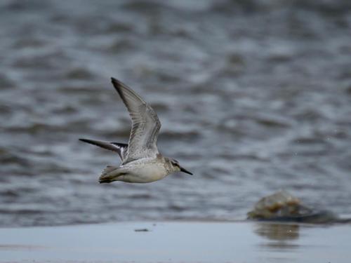 Bécasseau maubèche