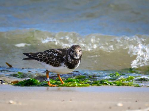 Tournepierre à collier
