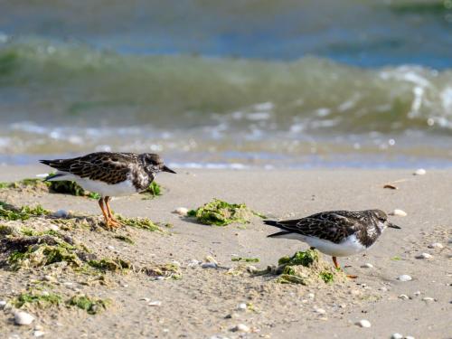 Tournepierre à collier