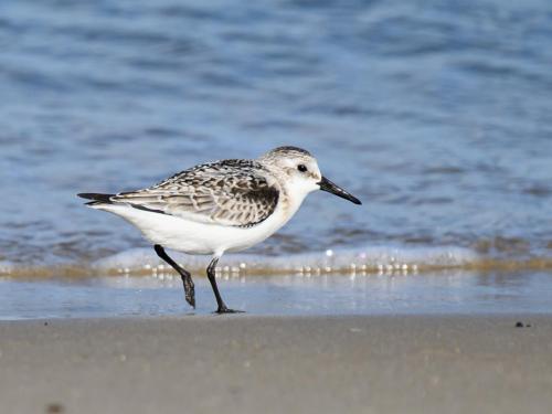 Bécasseau sanderling