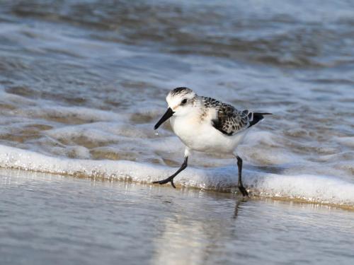 Bécasseau sanderling