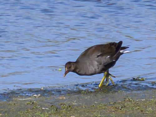 Gallinule poule-d’eau
