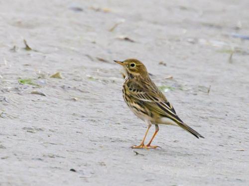 Pipit farlouse