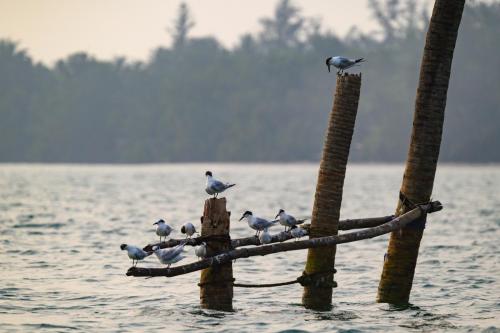 [Non sélectionnée] Sterne caugek