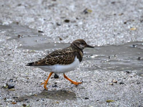 Tournepierre à collier