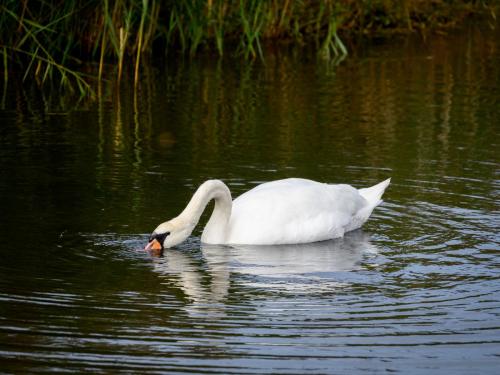 Cygne tuberculé