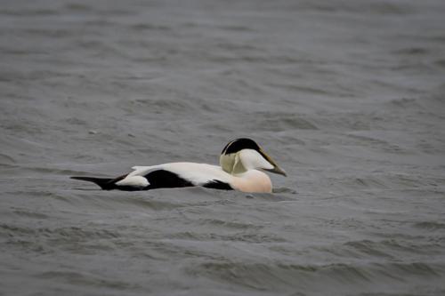 Eider à duvet