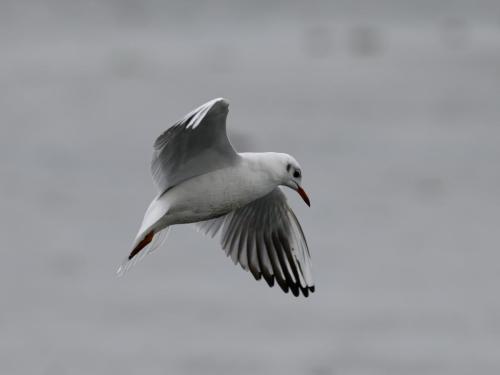 Mouette rieuse