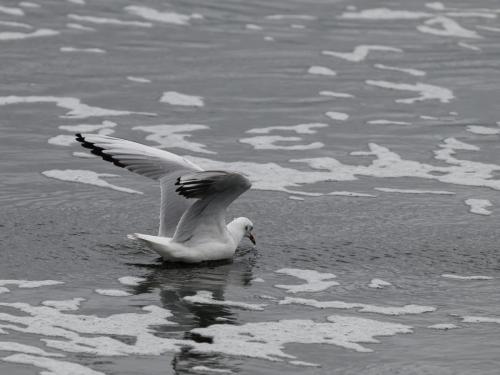 Mouette rieuse