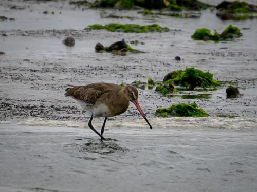 Barge à queue noire