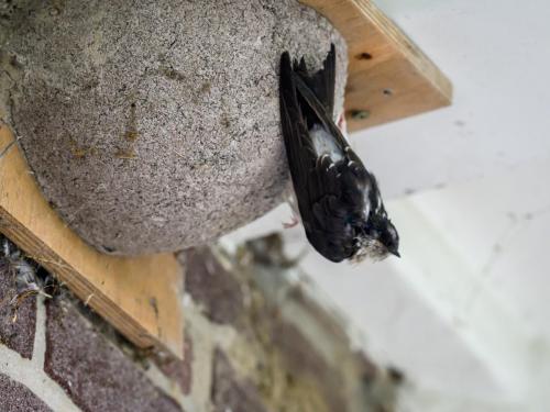 Hirondelle de fenêtre