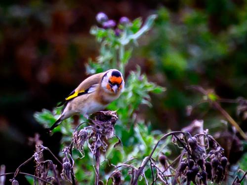 Chardonneret élégant