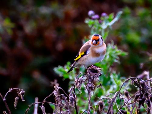Chardonneret élégant