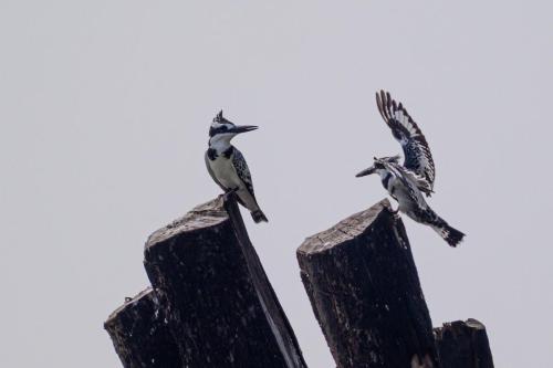 [Non sélectionnée] On rencontre très fréquemment des martins-pêcheurs sur les rives de la lagune. Ici des martins-pêcheurs pies sur la lagune Aby