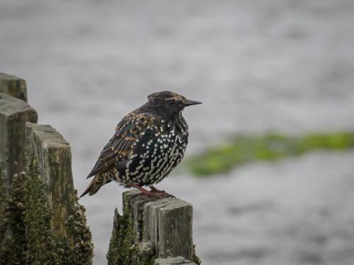 Étourneau sansonnet