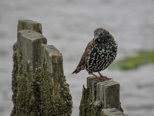 Étourneau sansonnet