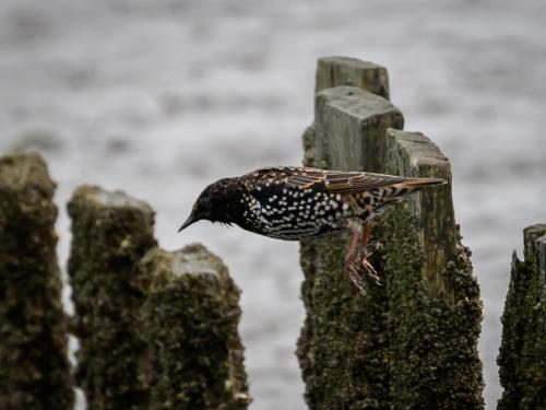 Étourneau sansonnet