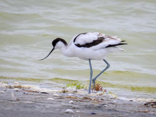 Avocette élégante