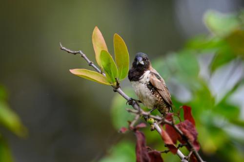 [Non sélectionnée] DSC 2245