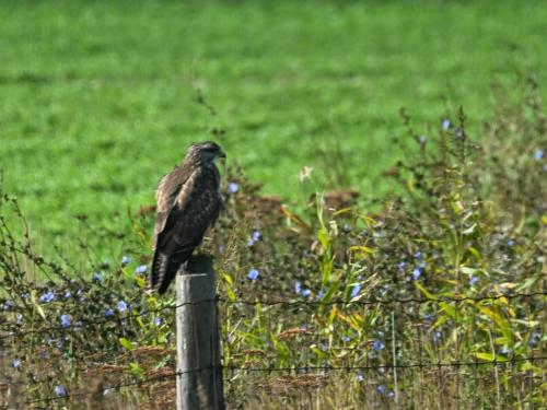 Buse variable