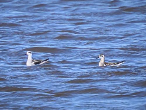 Phalarope à bec étroit