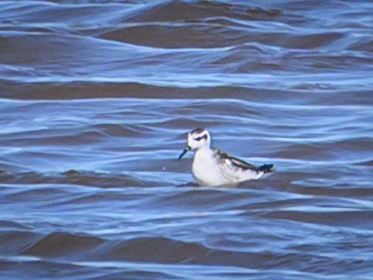 Phalarope à bec étroit