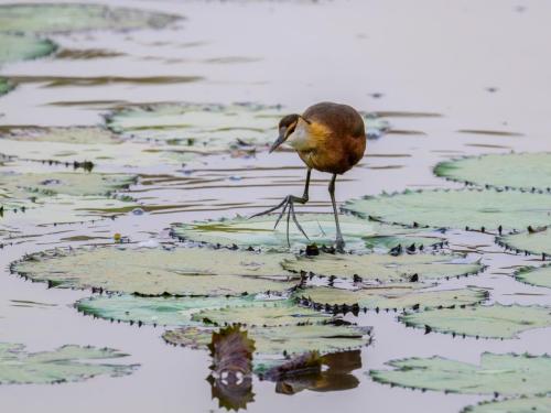 [Non sélectionnée] Un jacana à poitrine dorée marche sur les nénuphars