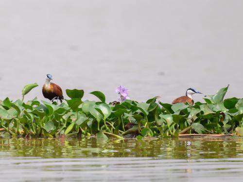 Jacanas à poitrine dorée