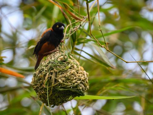 Tisserin noir et marron (male)