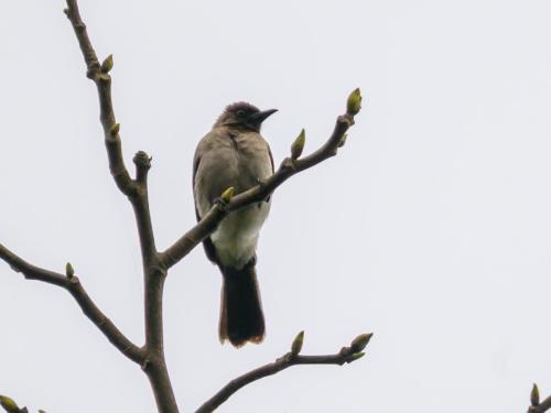 Bulbul des jardins
