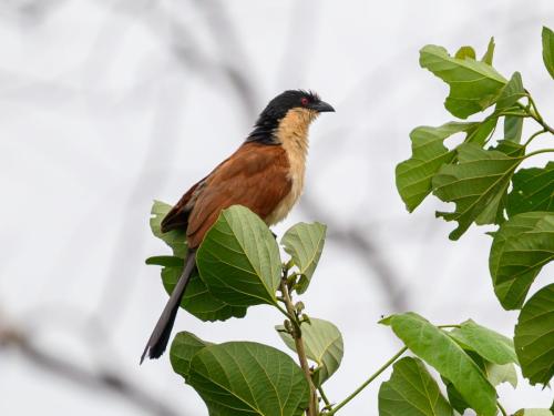 Coucal du Sénégal