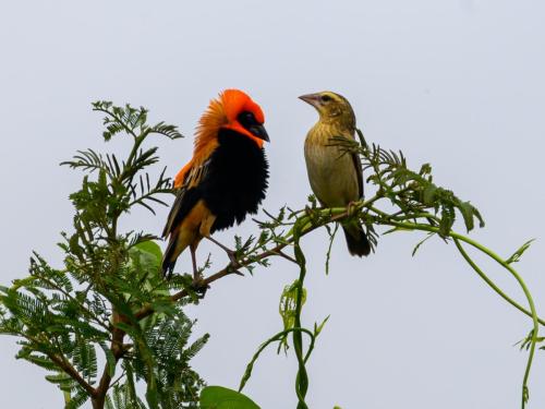 Couple d'Euplectes monseigneur