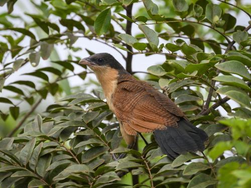 Jeune Coucal du Sénégal
