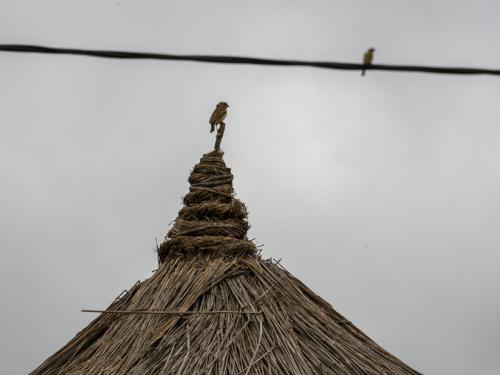 Combassou du Sénégal (femelle) sur une case à Niofoin