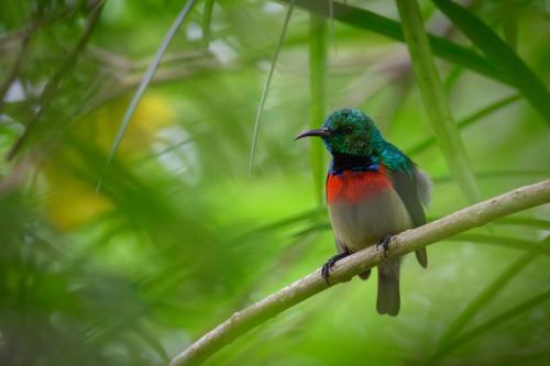 De nombreuses espèces de souimanga peuplent la Côte d'Ivoire, entre autre les abords des lagunes