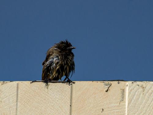 Bulbul des jardins après son bain