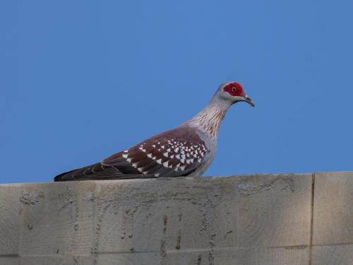 Pigeon roussard
