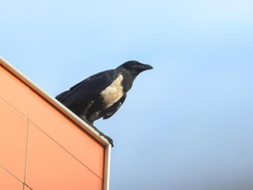 Corbeau pie