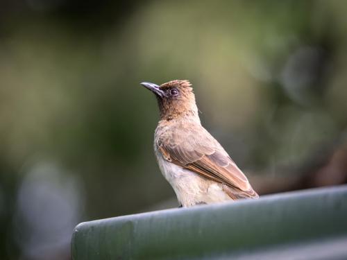 Bulbul des jardins
